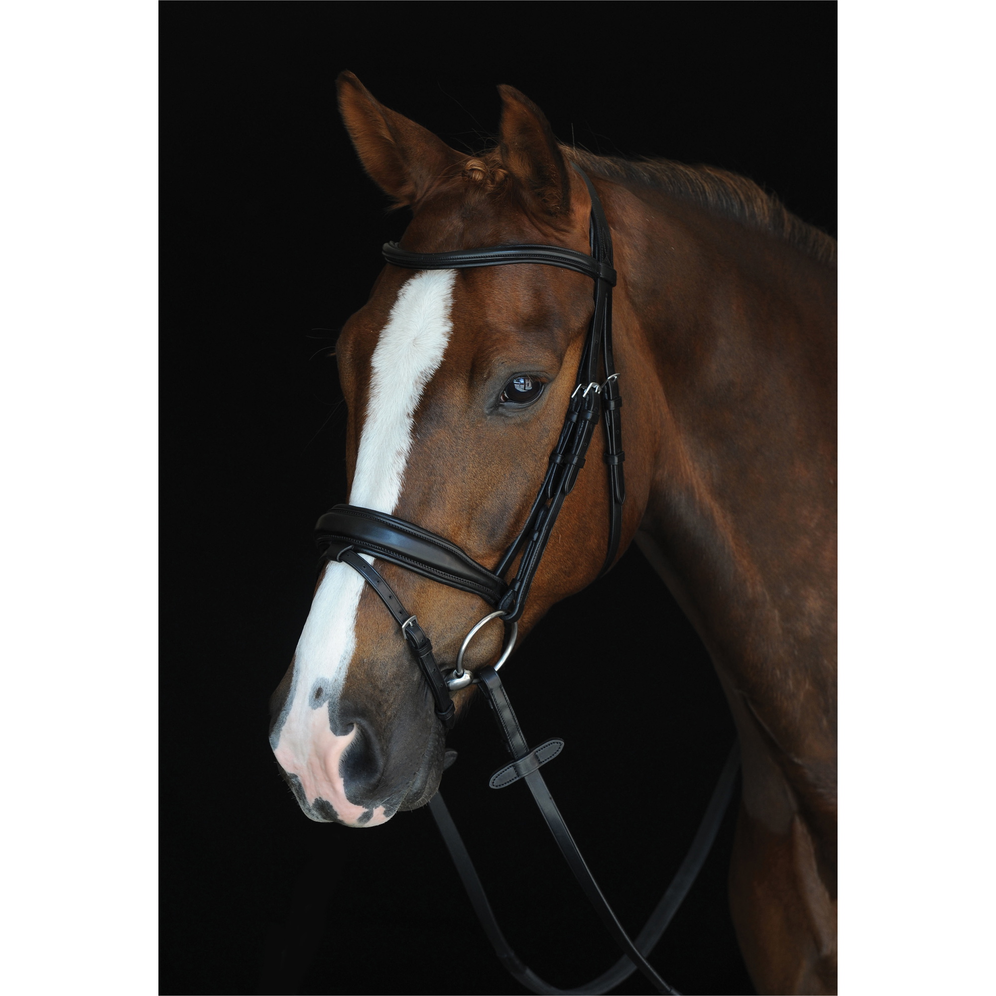 Collegiate Mono Crown Padded Raised Flash Bridle 800902 - Black